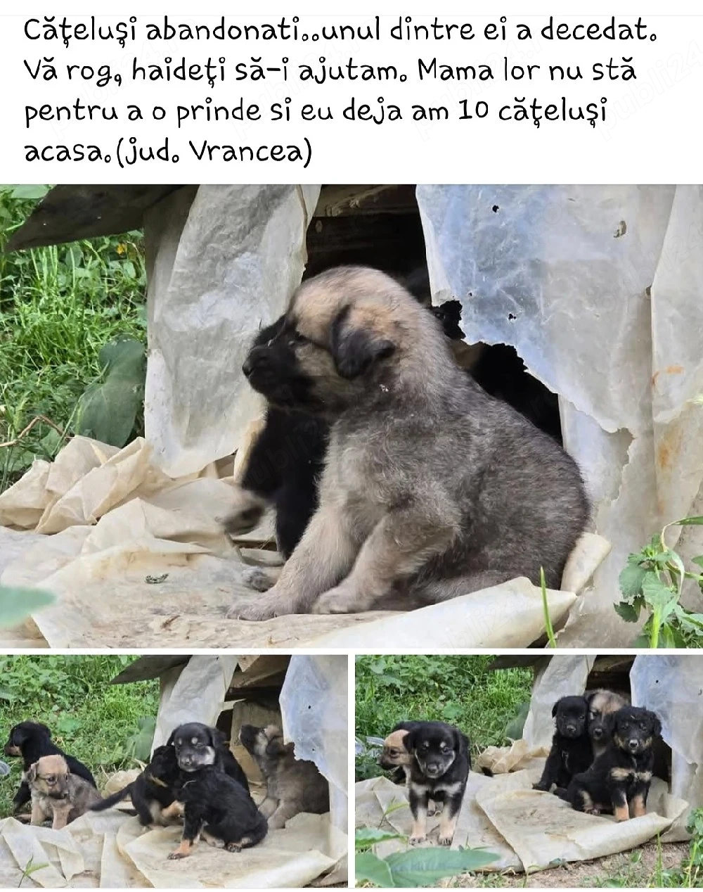 Se dau spre adopție!