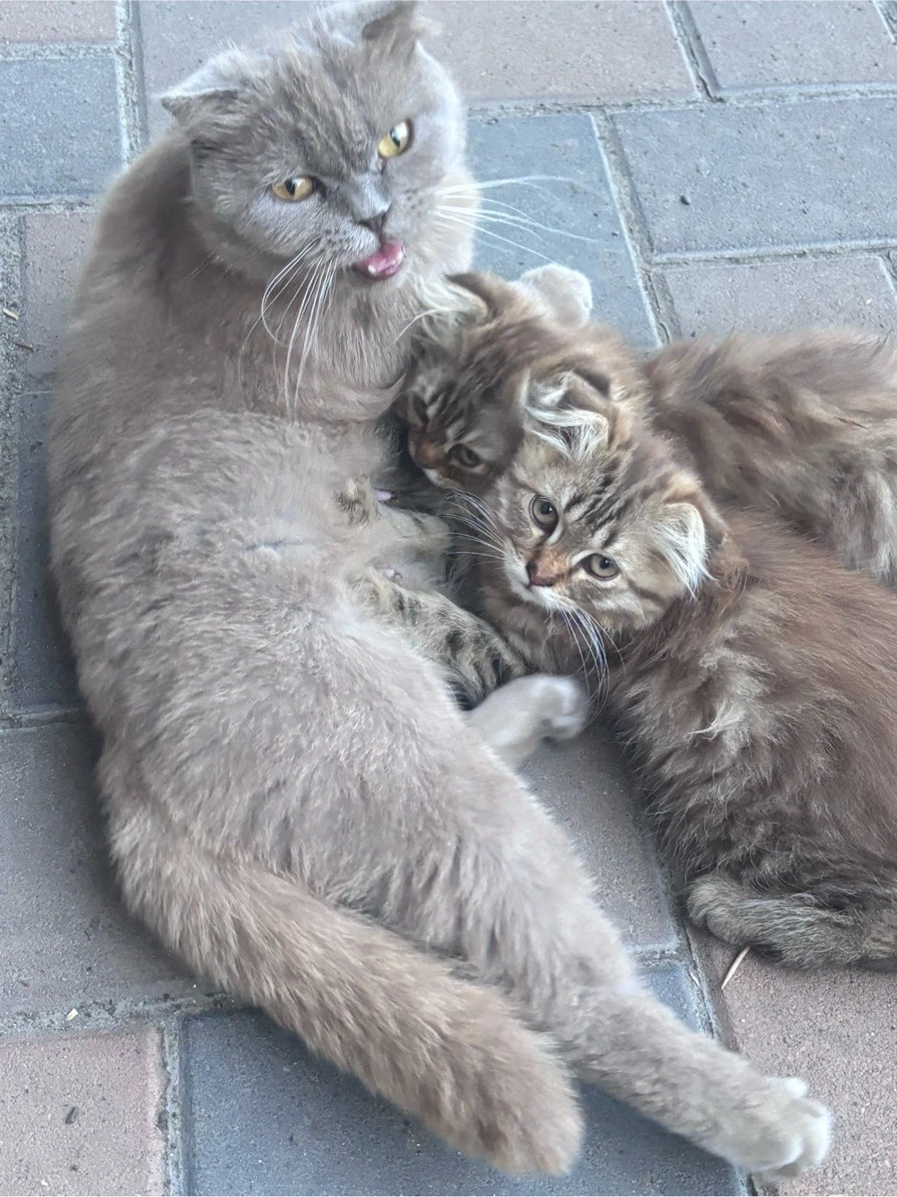 2 pisicute 