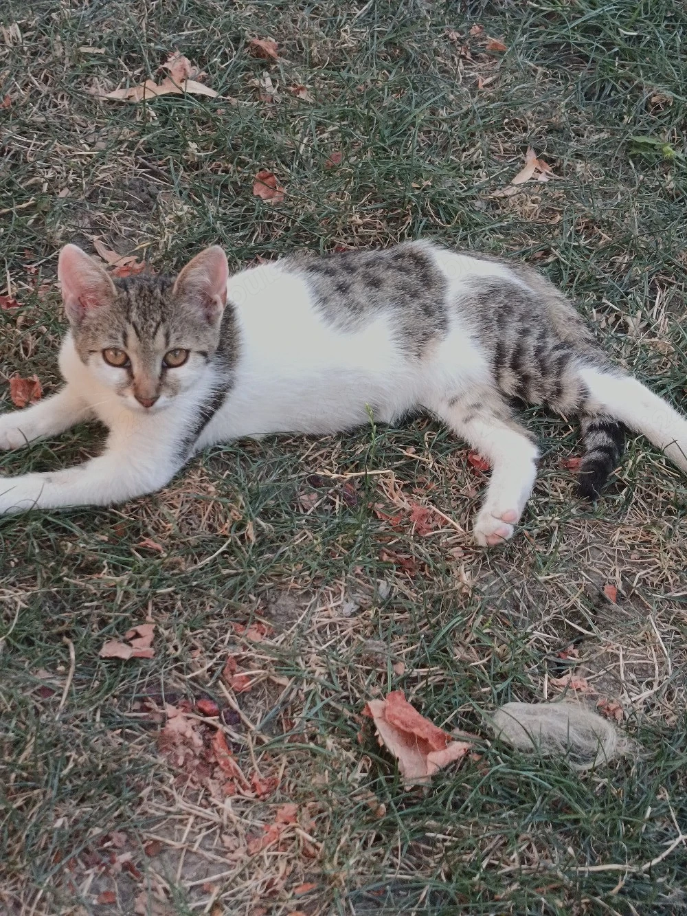 Pisici spre adopție 
