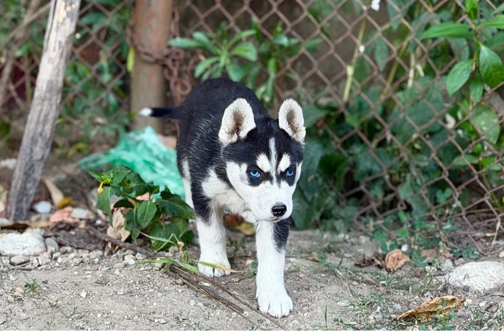 Femela Husky Siberian!
