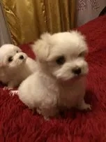 pui bichon mini toy rasa pura 