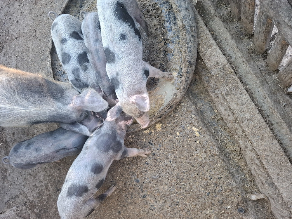 vand porci de rasa,petrain 