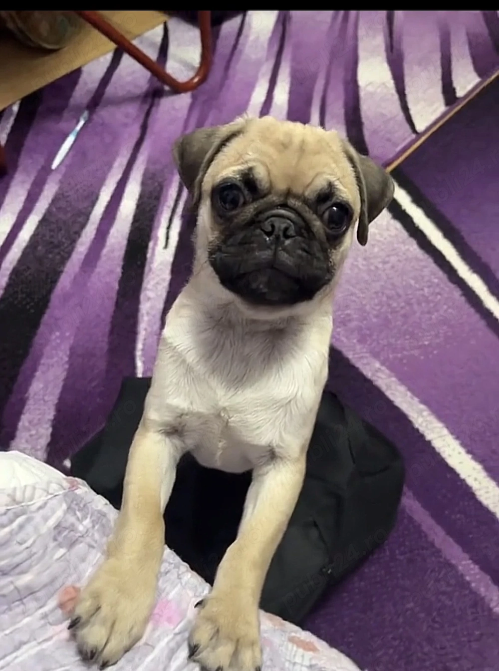 Mascul de rasa Pug.