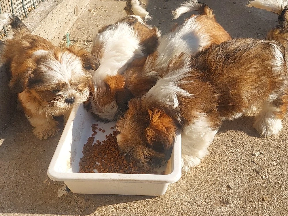 catei shih-tzu