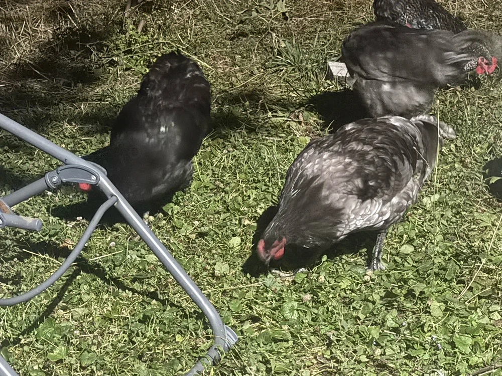 cocosi australop si alte rase 