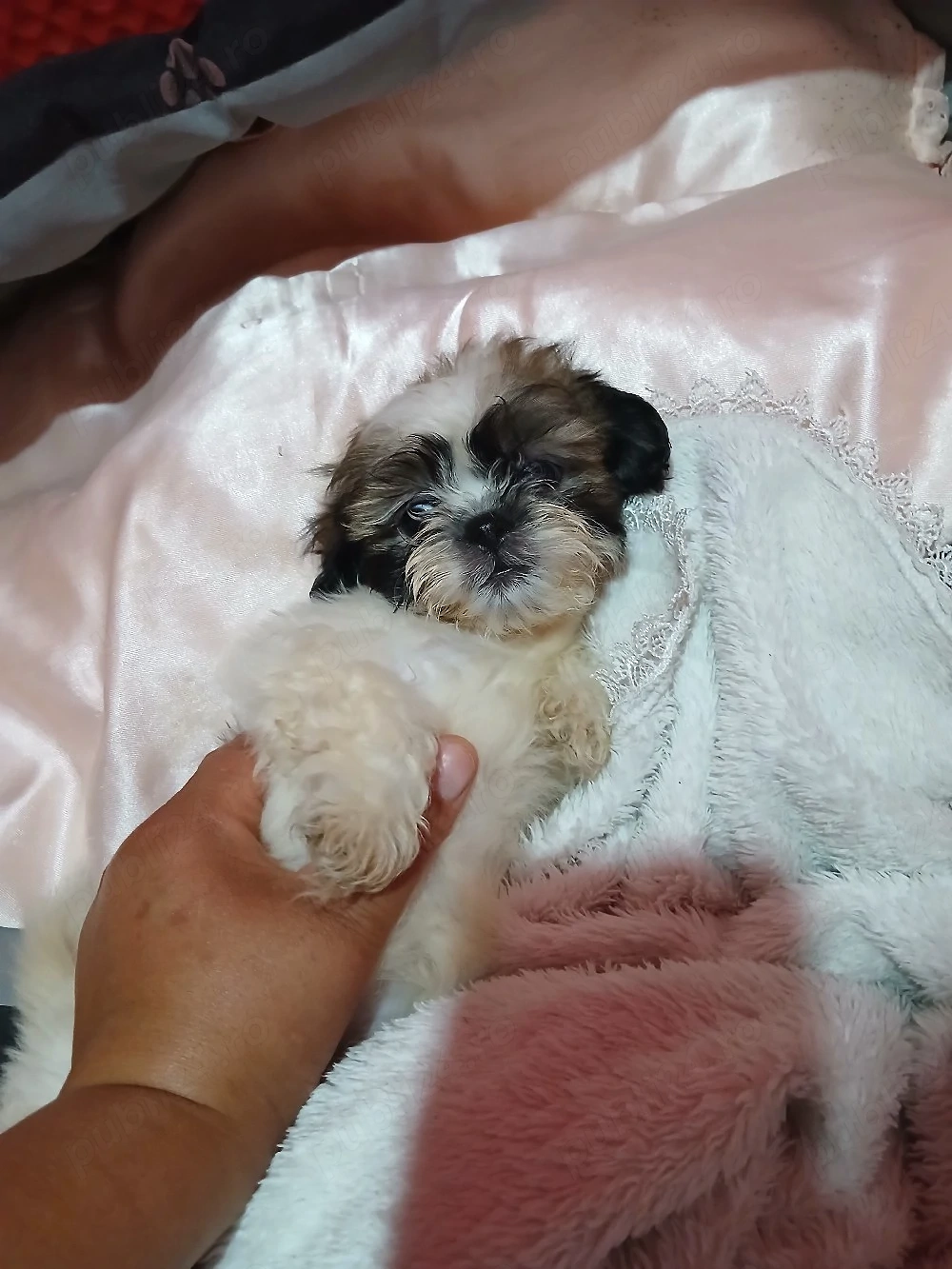 vand catelusi shih tzu rasa pura detin ambi.parinti 
