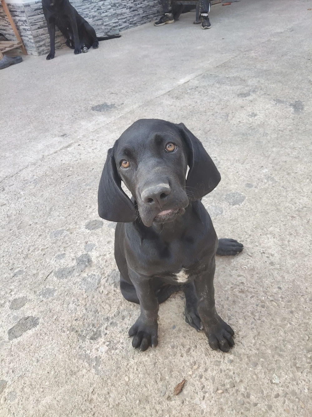 Cane Corso 3 luni