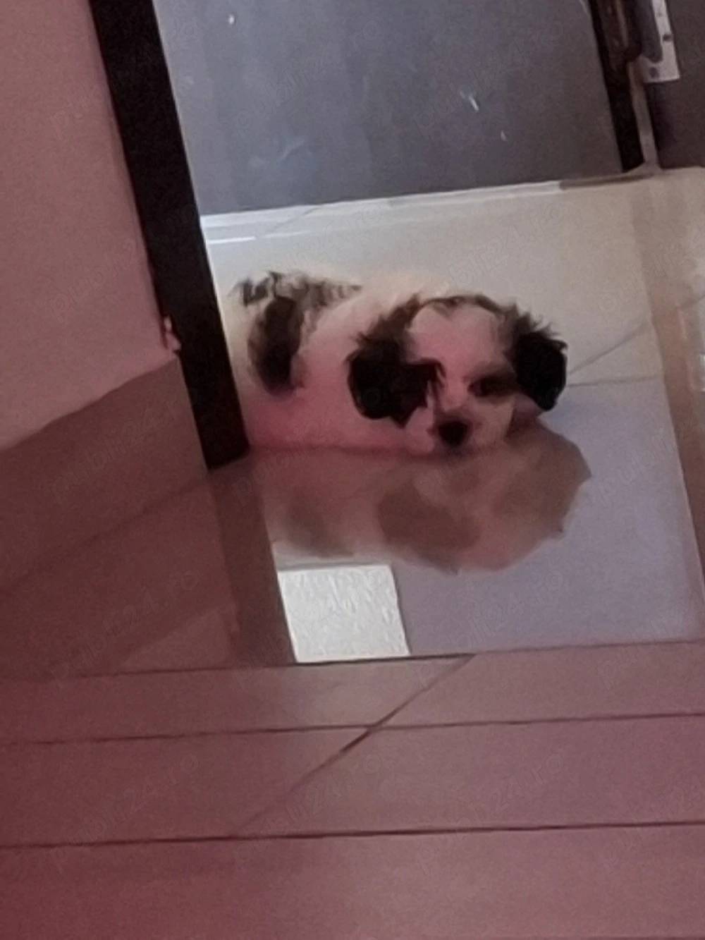 Pui de Shih tzu 9 săptămâni alb-negru