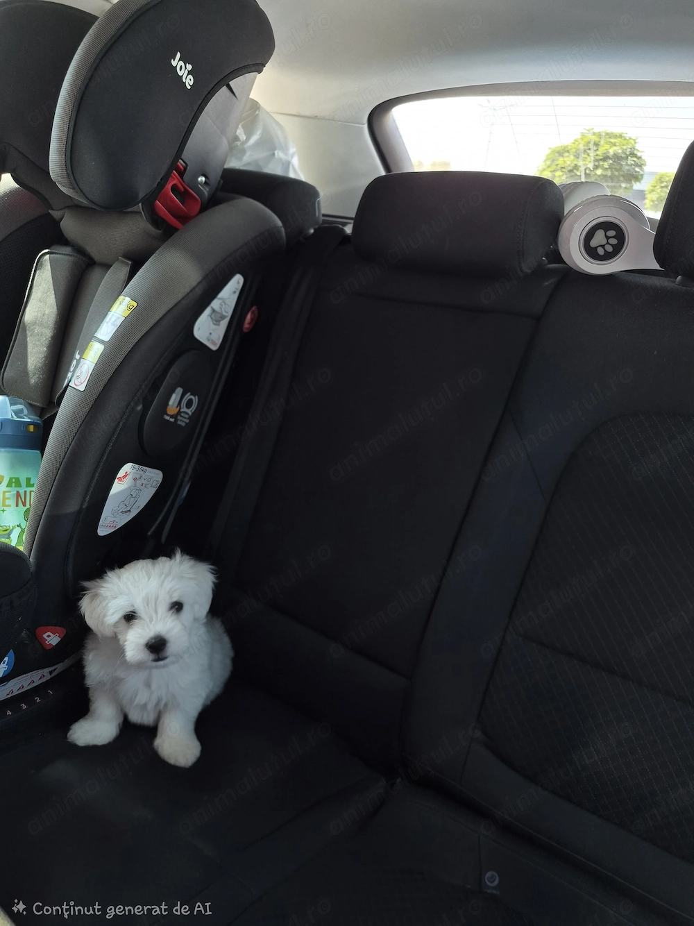 Vand bichon maltez mini toy