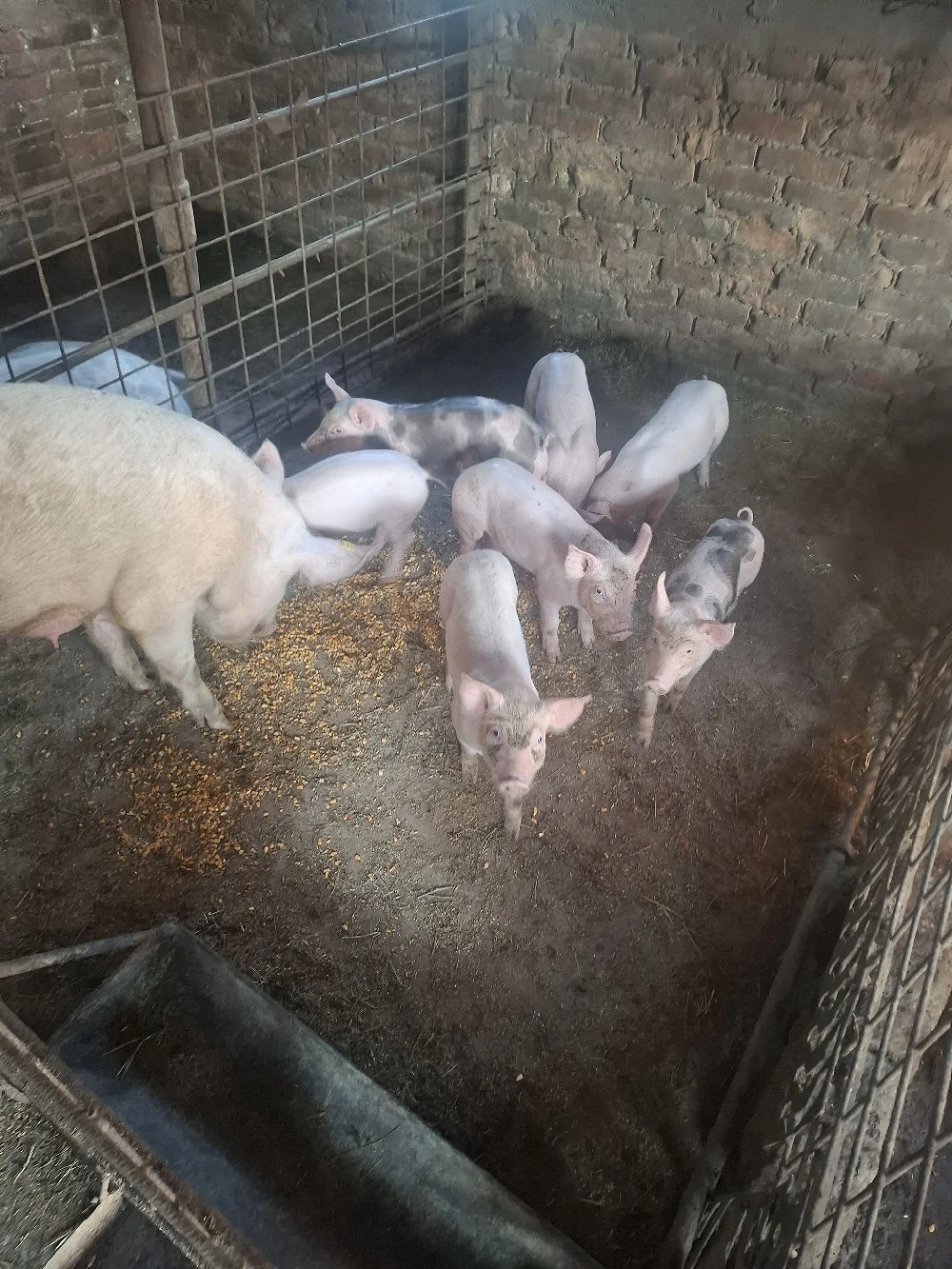 purcei de vinzare