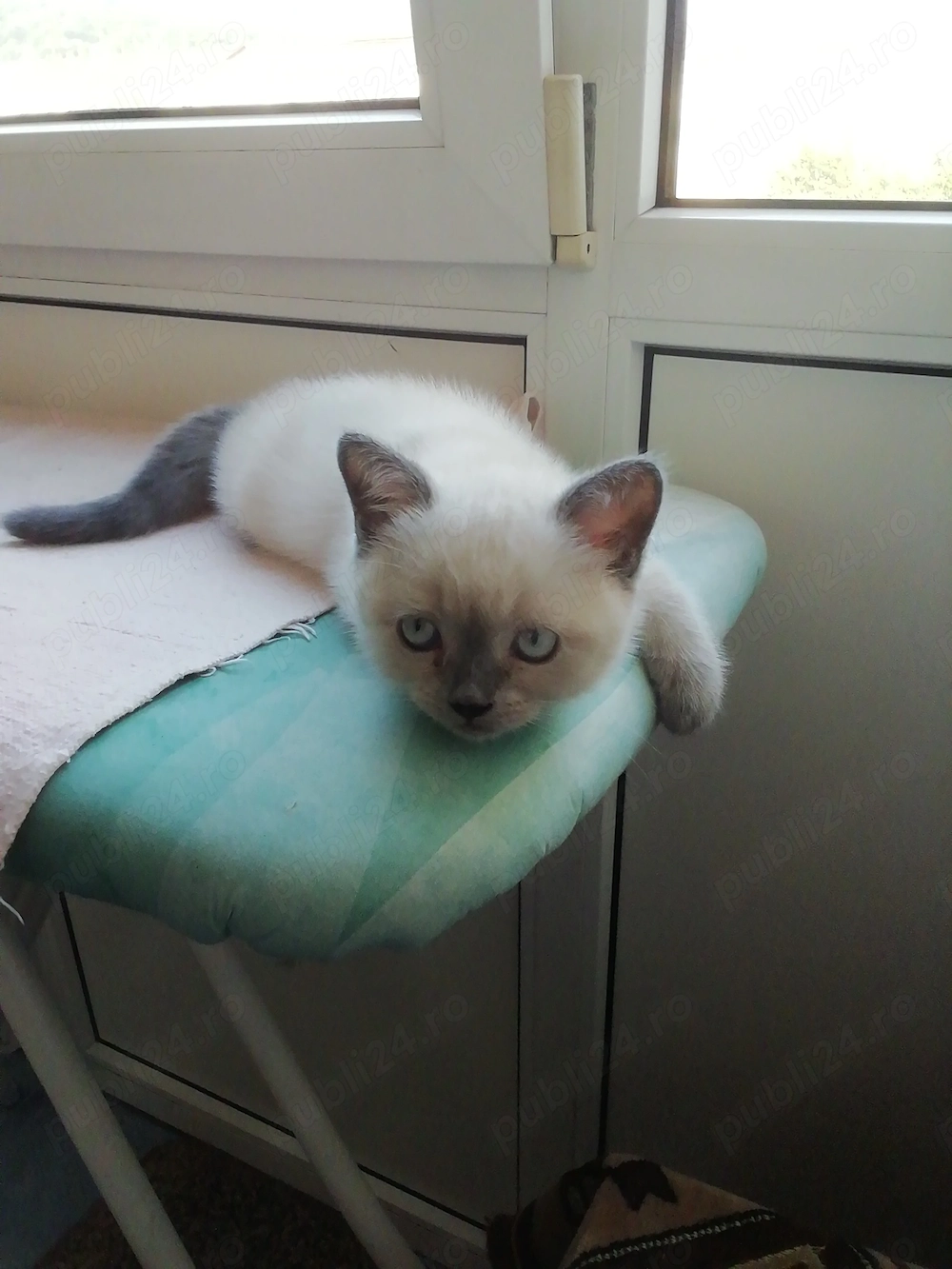 Trei pisicuțe British Shorthair Colorpoint căutăm "căsuță și părinți" care să ne crească 