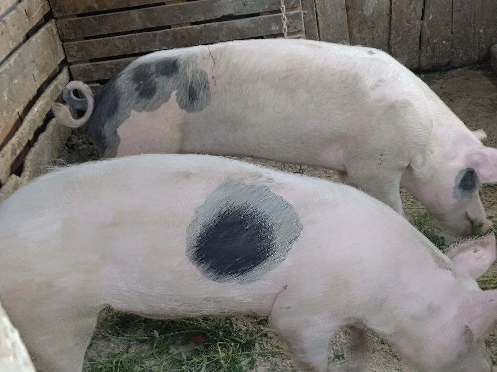 porc.       