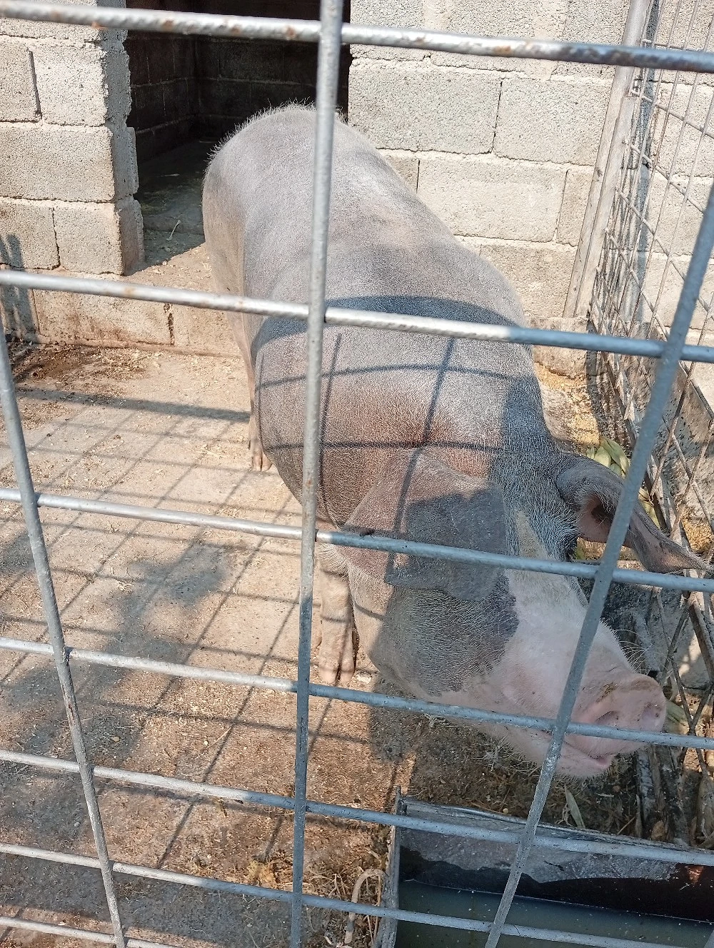 Vind scroafă rasă pietriean are 225 kg