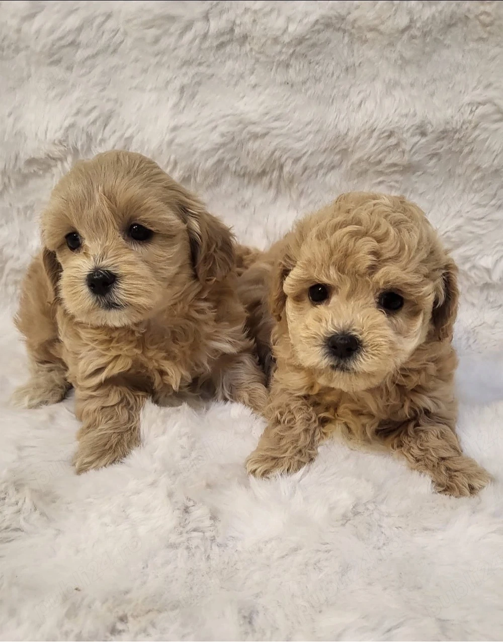 maltipoo pudel fetita si baietel