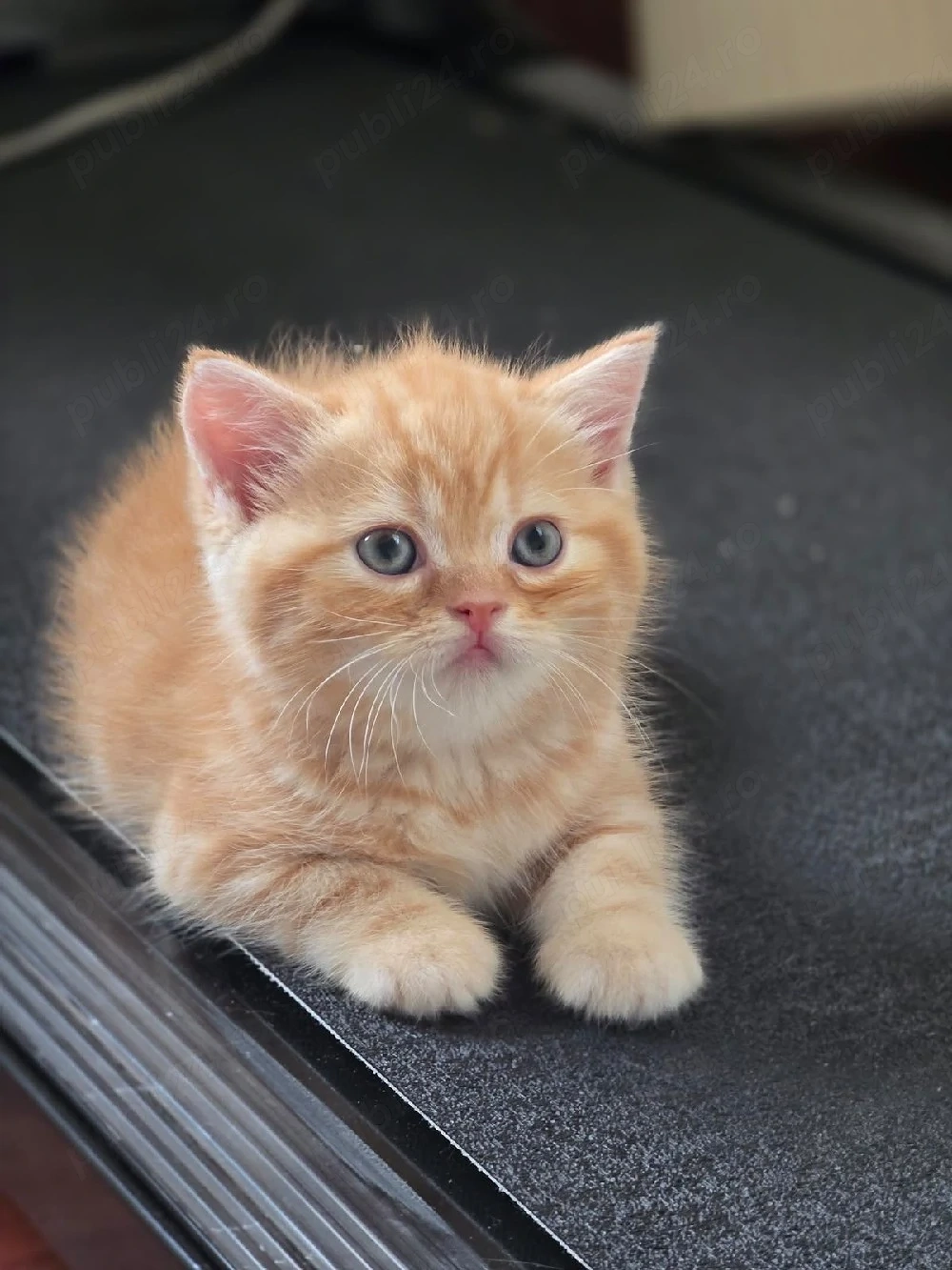 British Shorthair puiuți