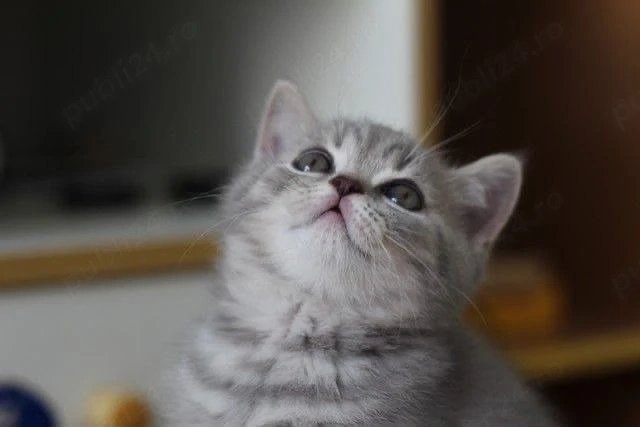 American shorthair
