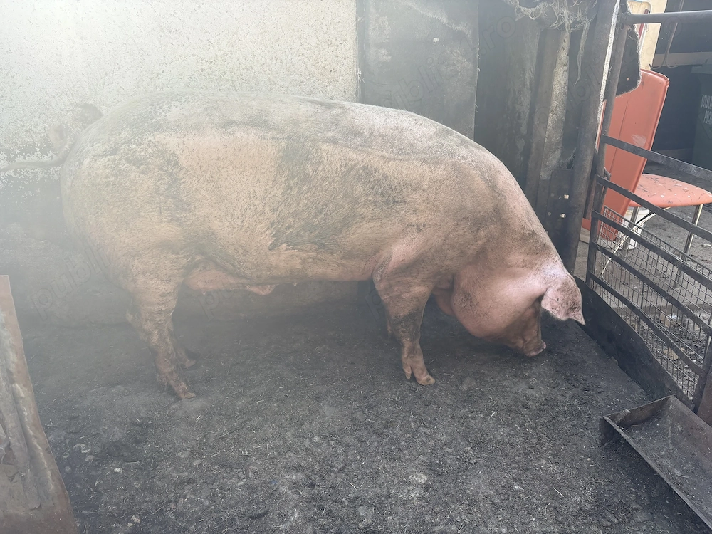 Vand porci Rasa Marele Alb