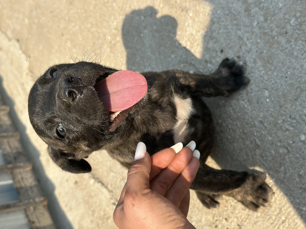 Pui Presa Canario- disponibili pentru vânzare! 