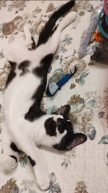 Numele meu este Paco și sunt pregătit să-ți cuceresc inima! 