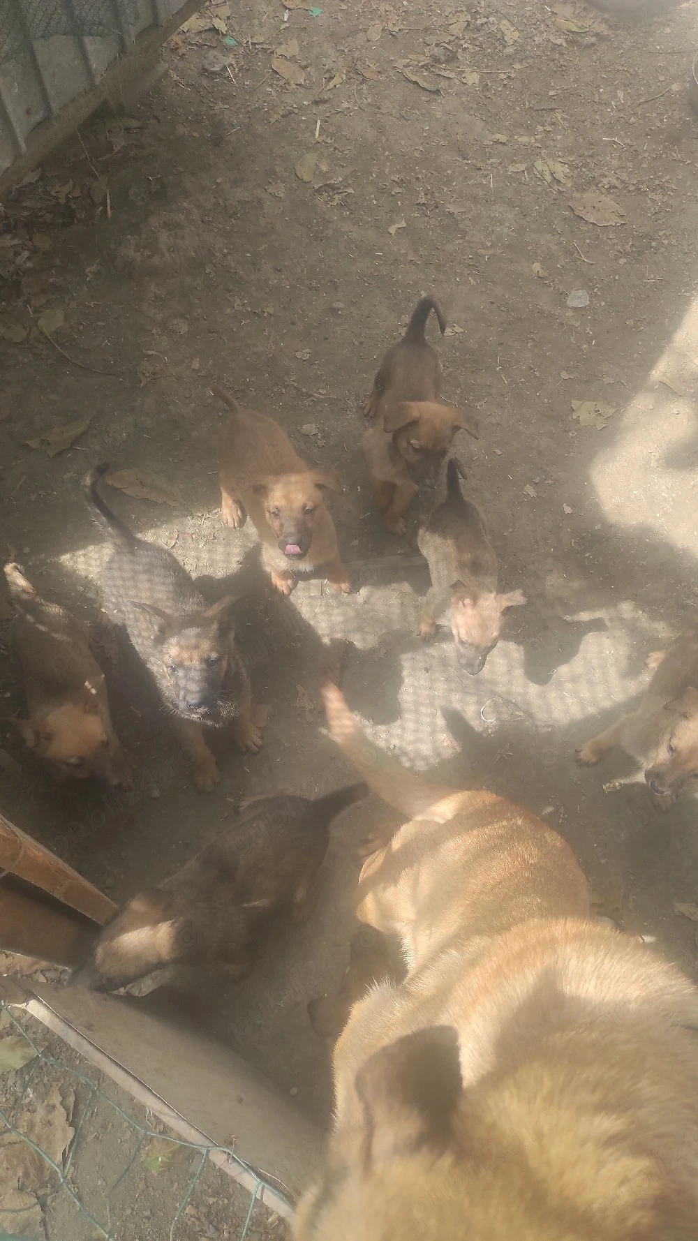 catei malinois,7 săptămâni, deparazitați si primul vaccin facut 
