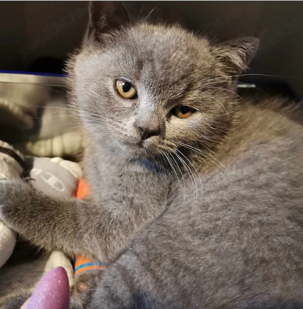 Pisicuta British Shorthair Blue   Deparazitata Conform Varstei