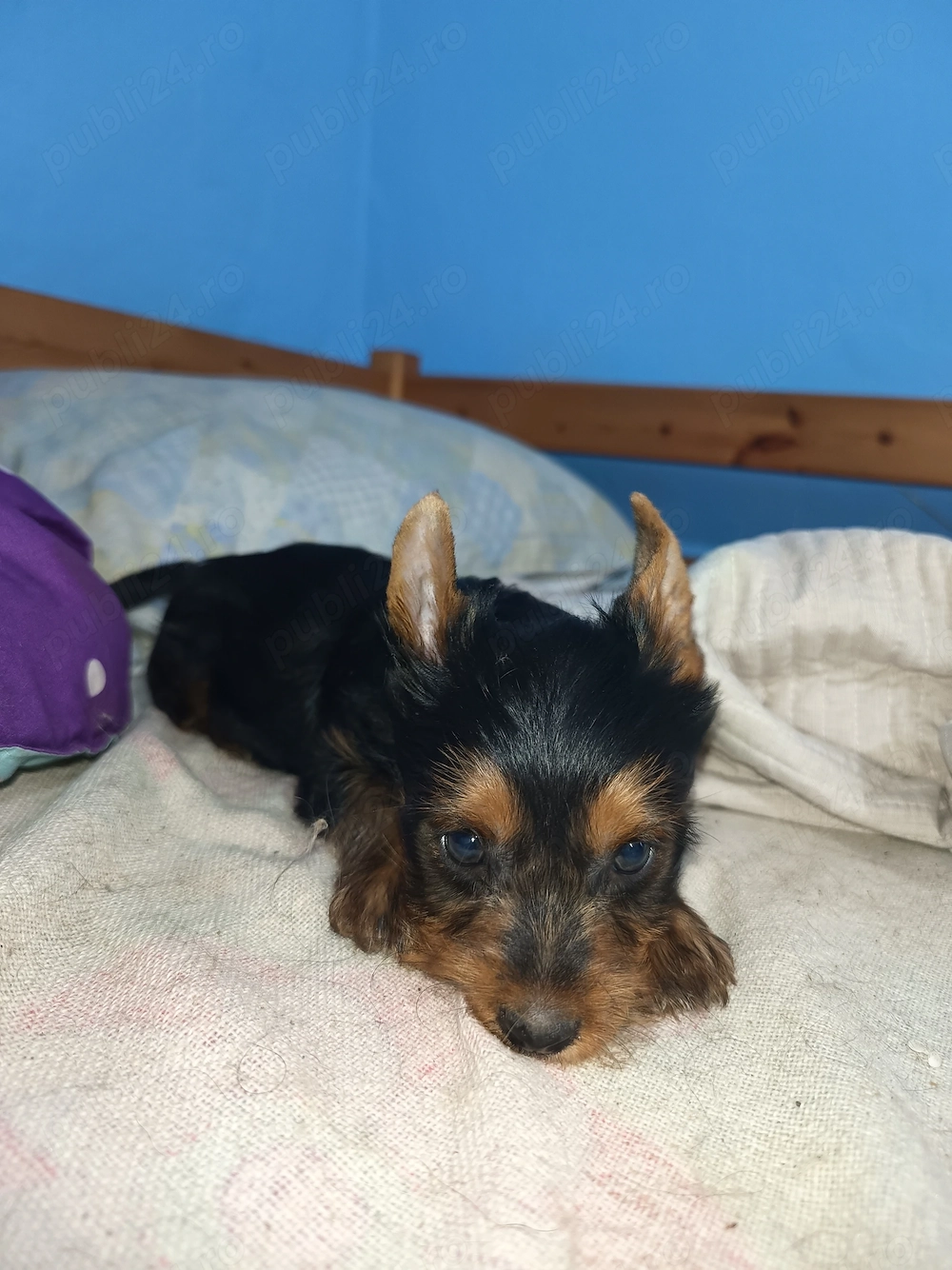 Yorkshire terrier Băiețel 