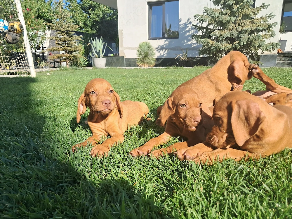 Pui Vizsla Maghiară (Brac Maghiar)   5 Fetițe și 3 Băieței