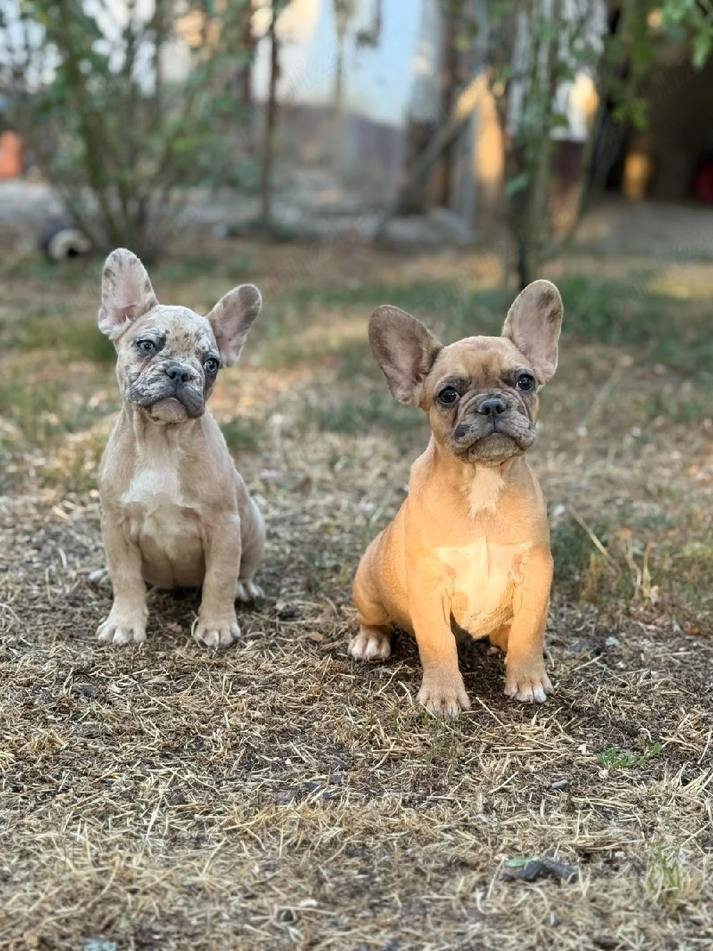 Bulldog francez crem merle - ochii albaștrii - posibilitate transport 