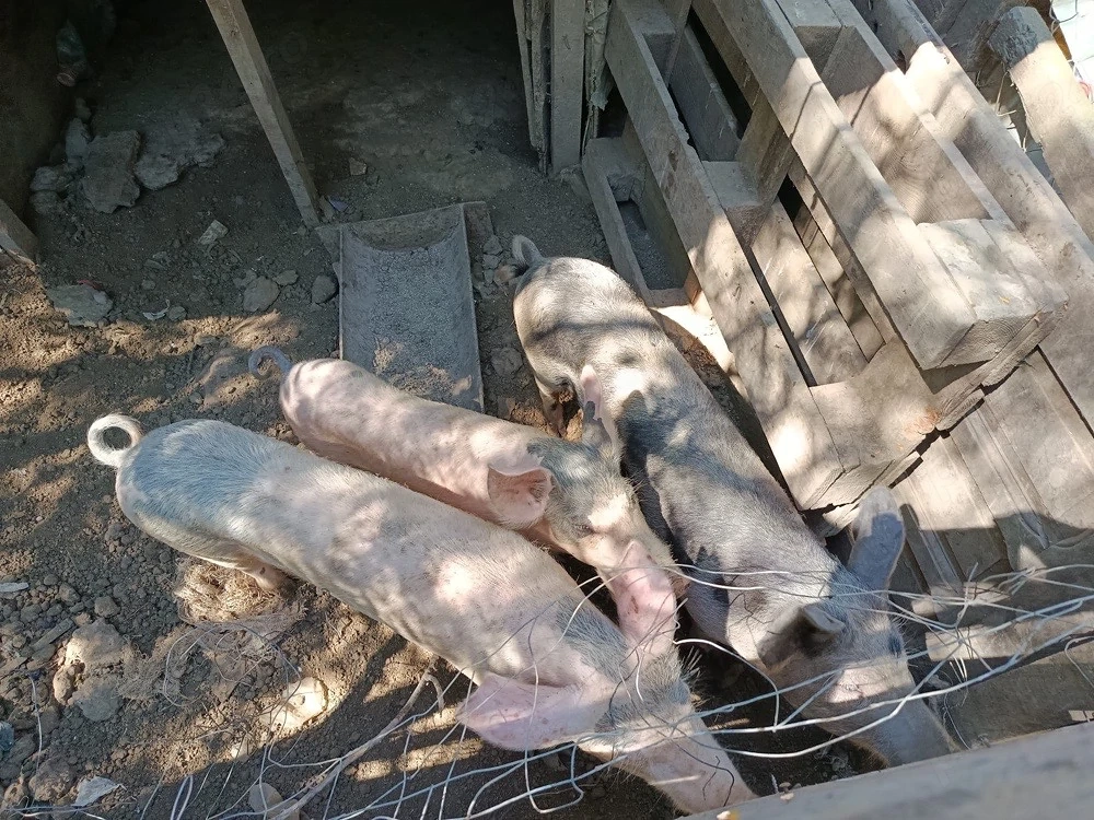 vand porci 