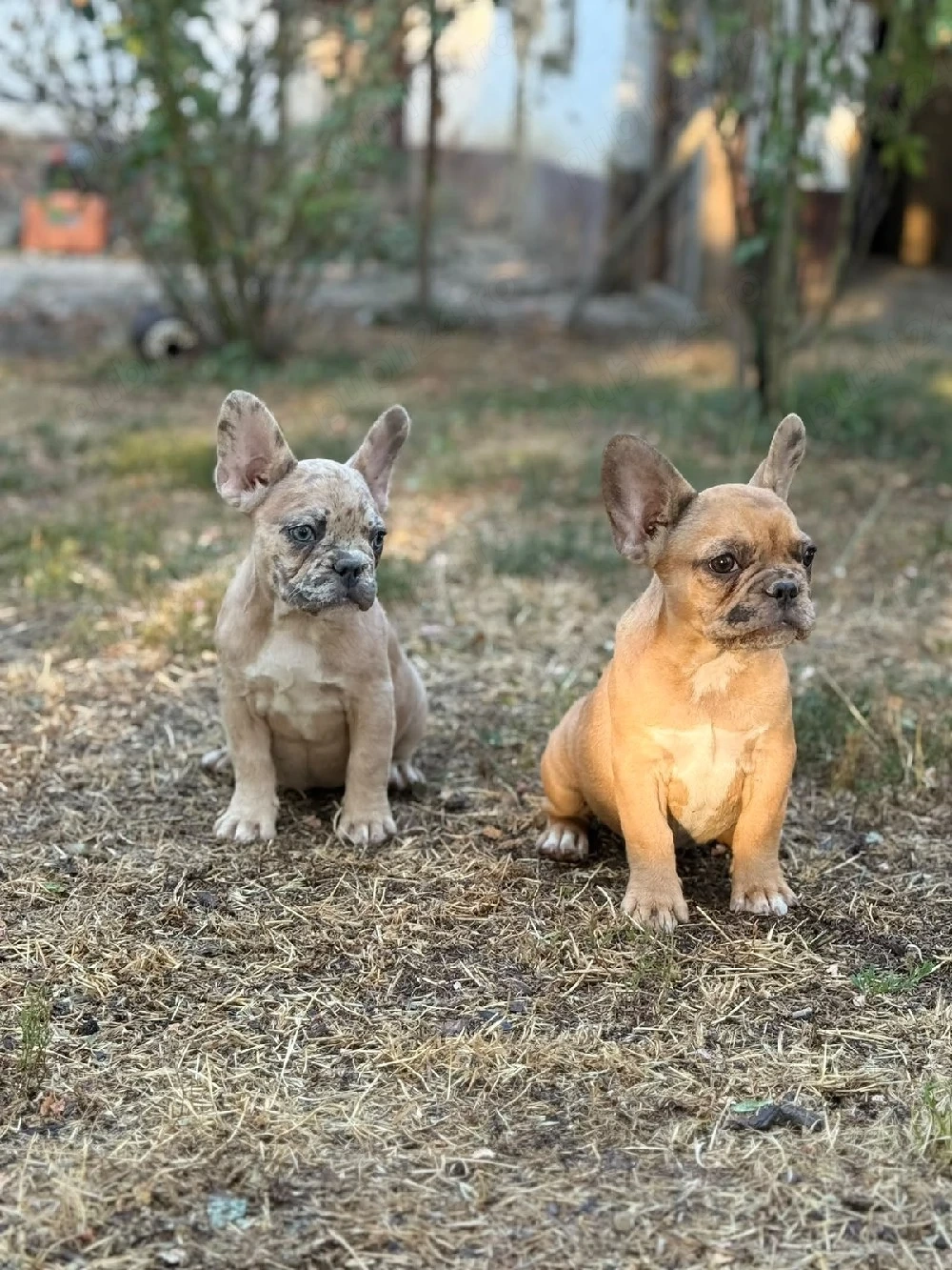 Bulldog francez merle - ochii albaștrii - posibilitate transport 