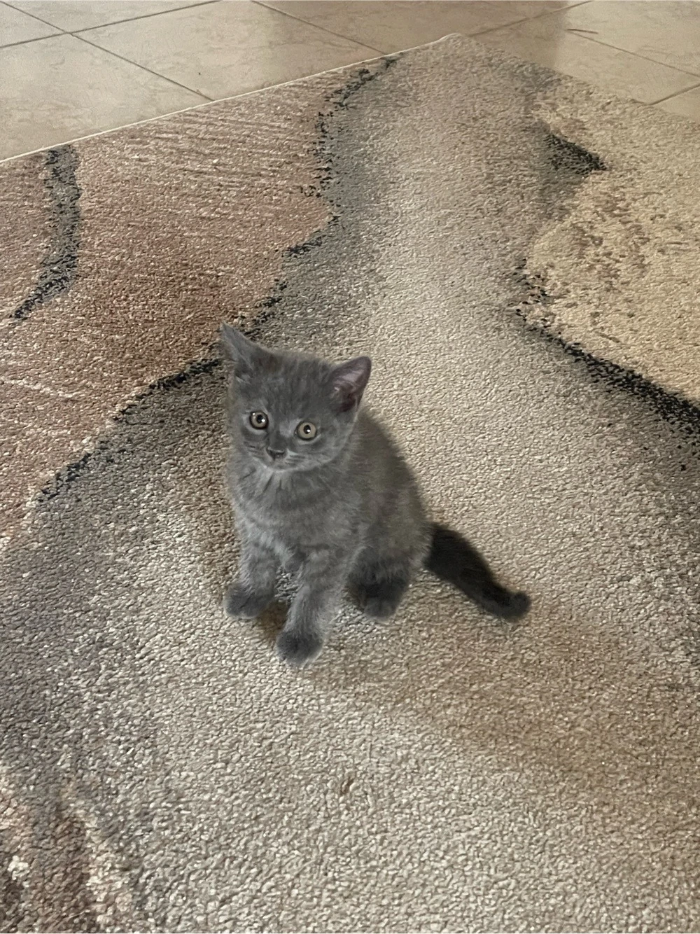 Pisici British Shorthair Blue