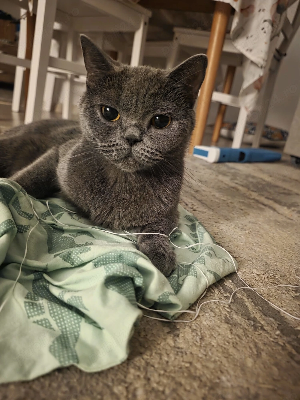 Pisică brittish shorthair