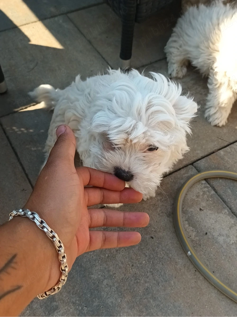 Bichon Maltez   pui de 3 luni, vaccinați     