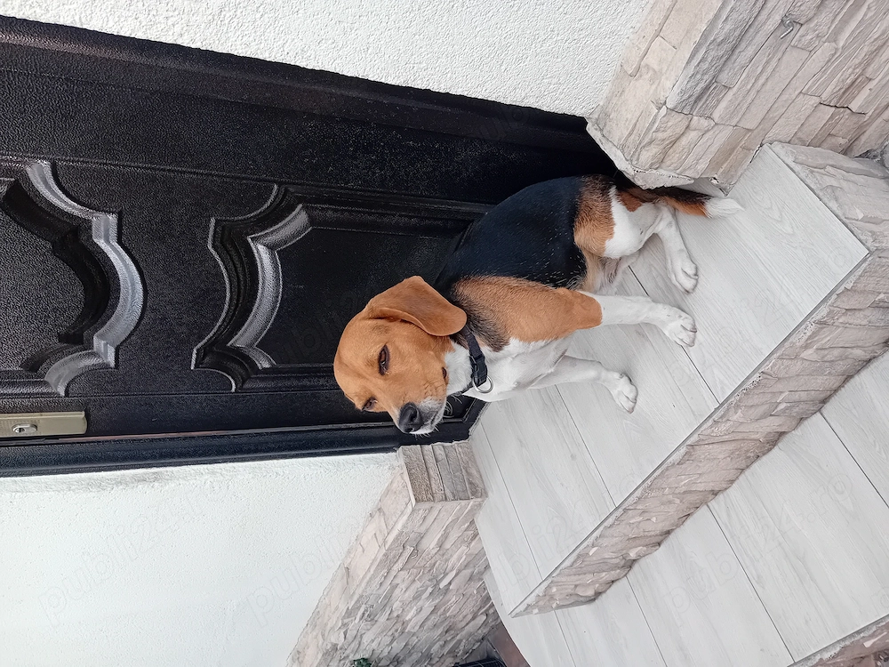 Donez beagle 