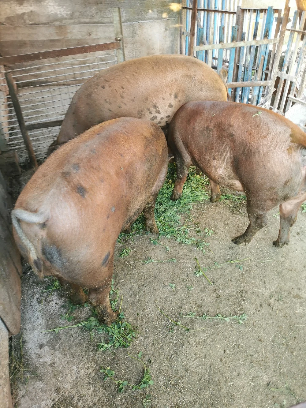 Vând porci