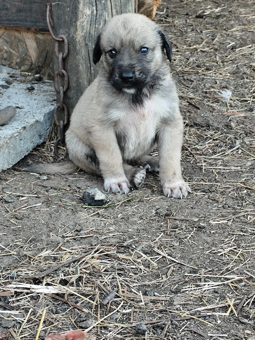 Căței Kangal de vânzare 