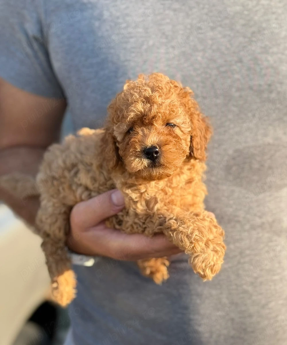 poodle toy fetițe 