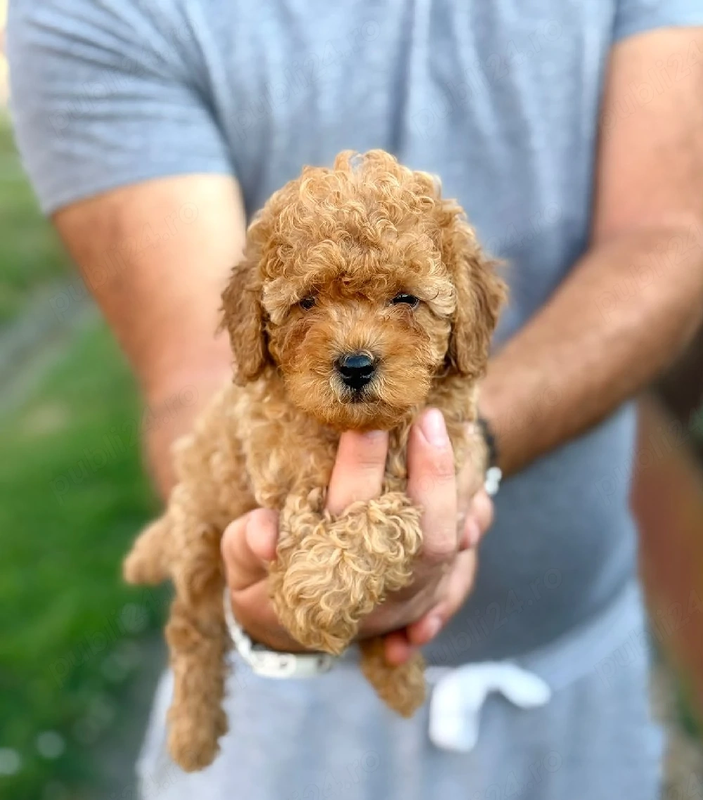 poodle toy fetițe 