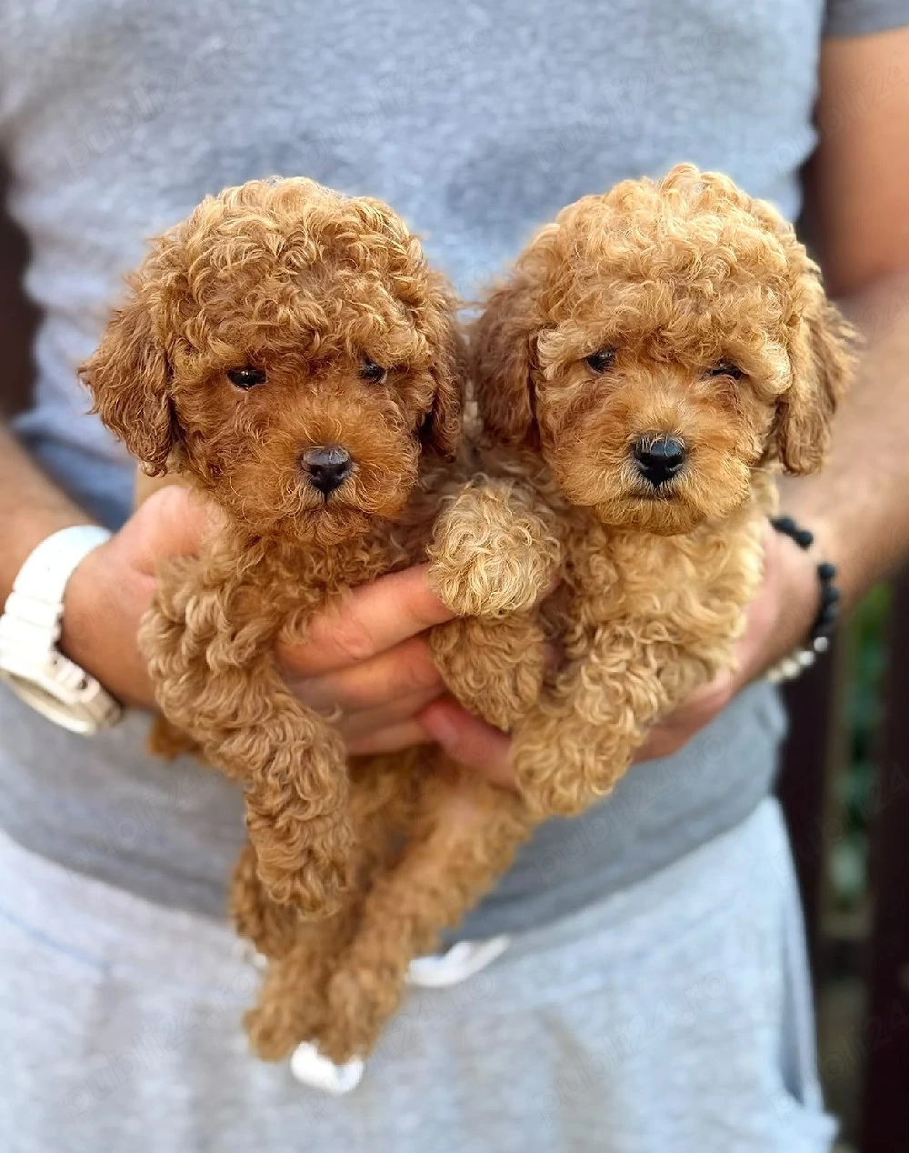 poodle toy fetițe 