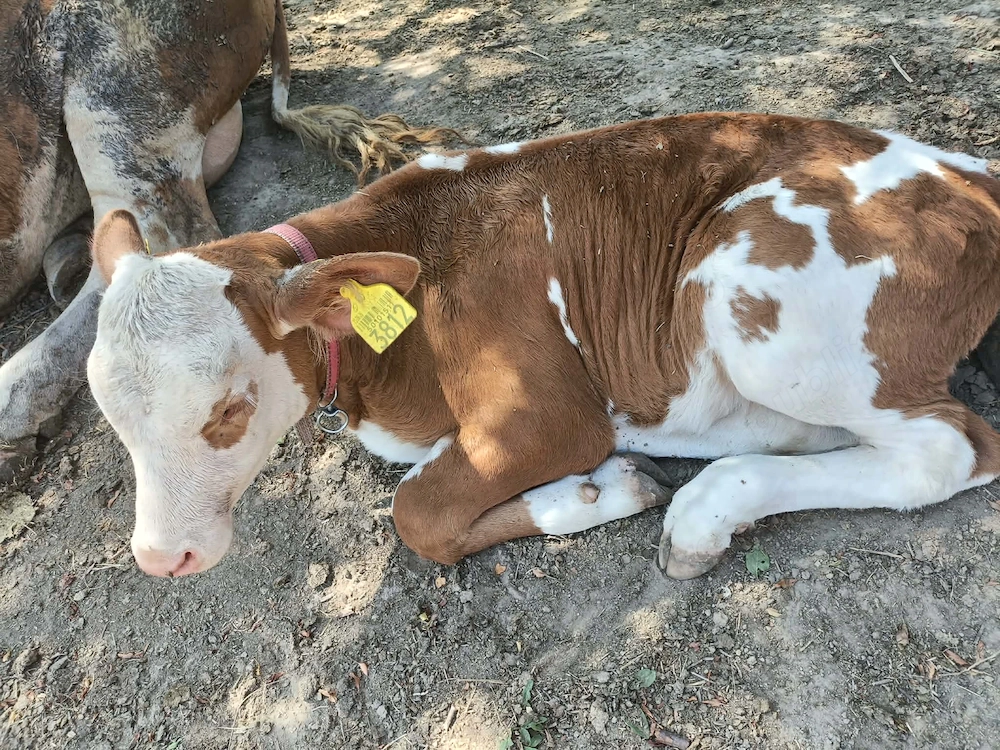 Vițea bălțata 6sapt