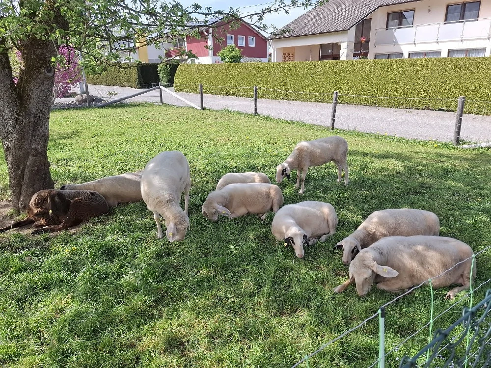 Vând, schimb oi cu lucernă 