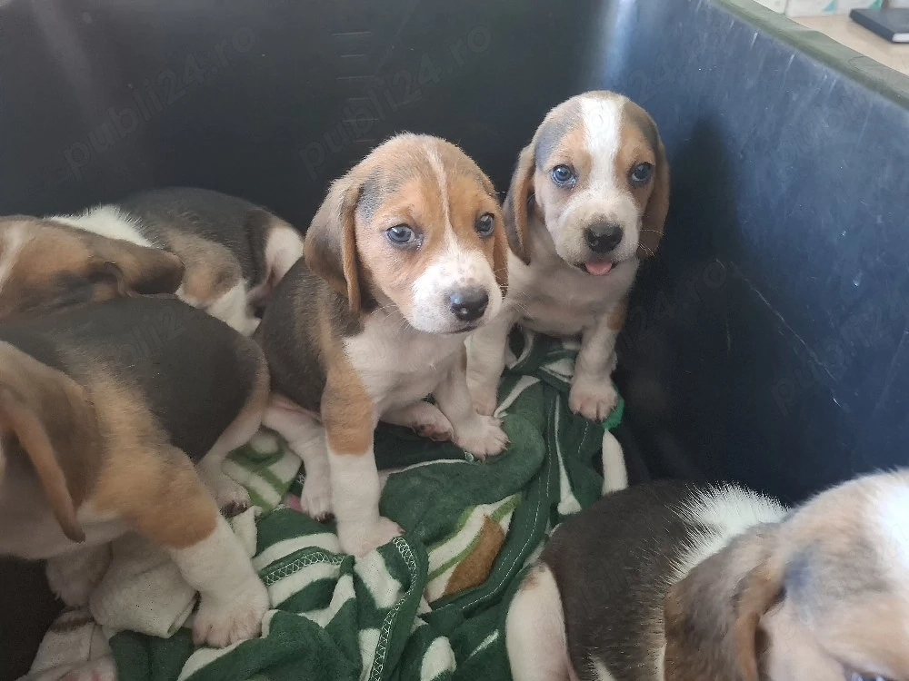 Catelusi Beagal 
