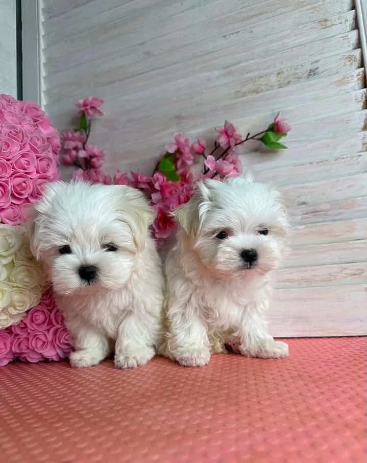 Puiuți superbi de Bichon maltez mini toy 