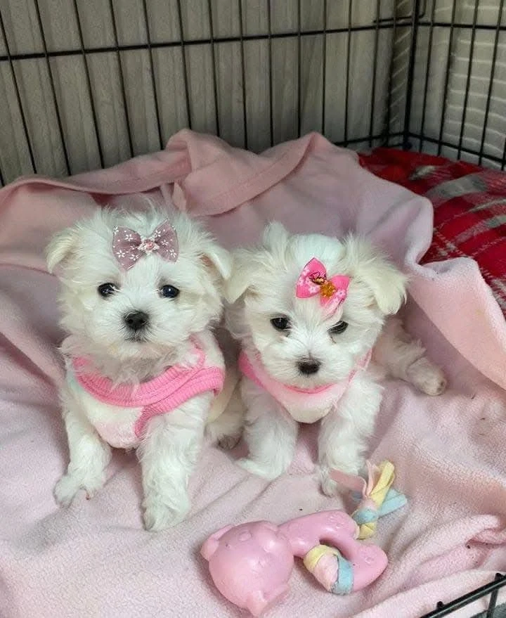 Puiuți superbi de Bichon maltez mini toy 