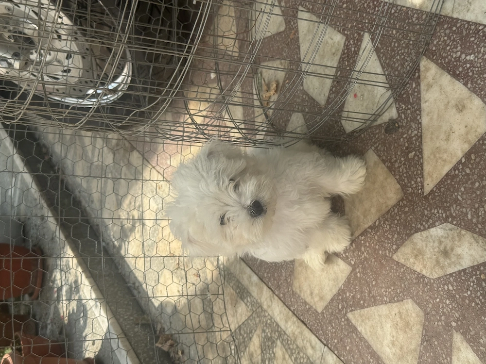 Bichon Maltez mini toy 