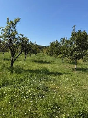 Particular vand teren,livada 