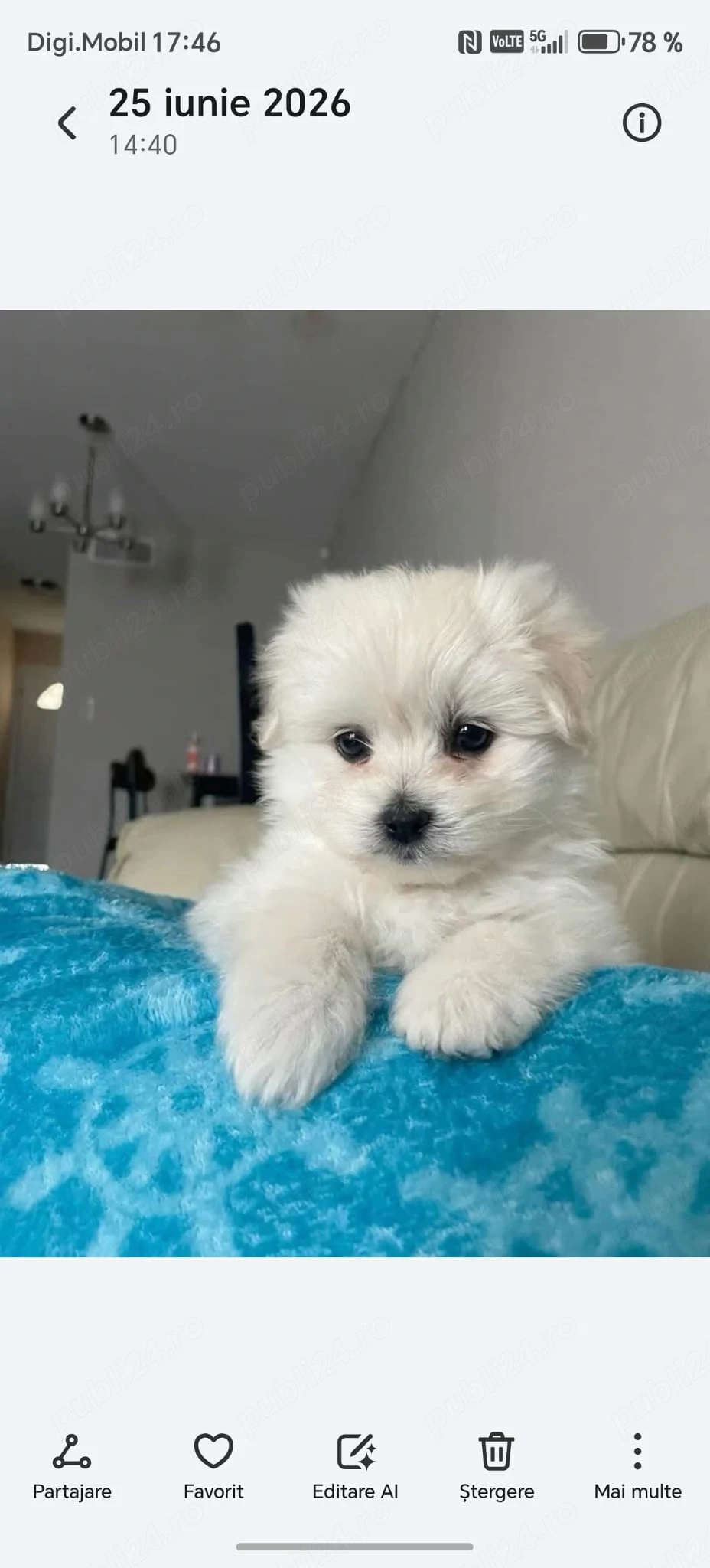 Bichon maltez mini toy