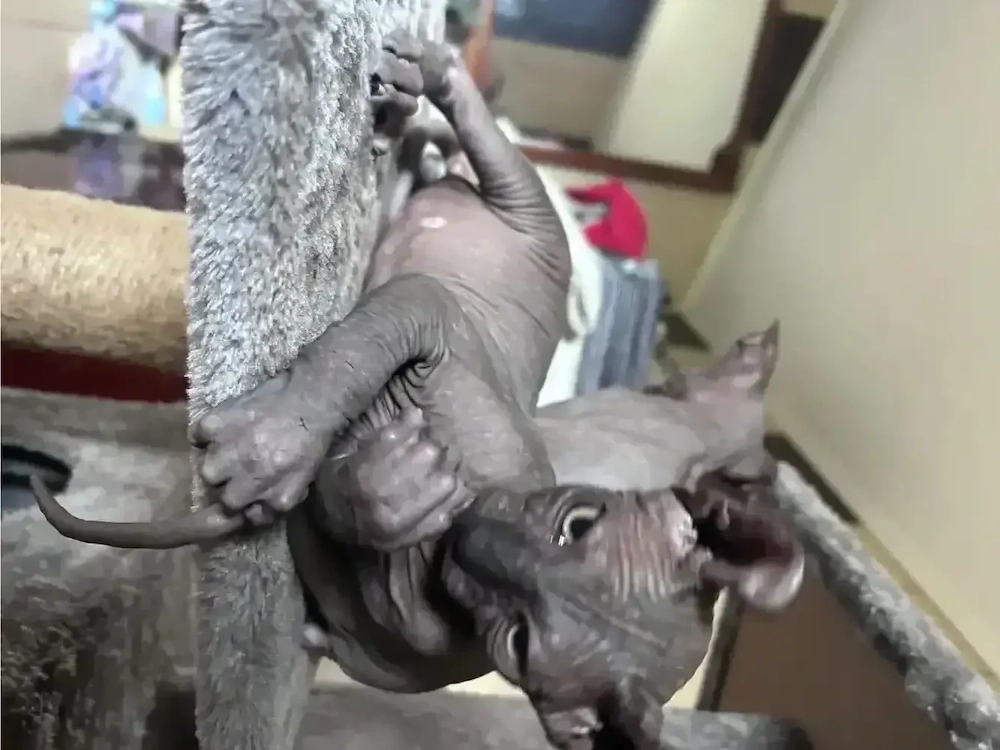pisicute sphynx