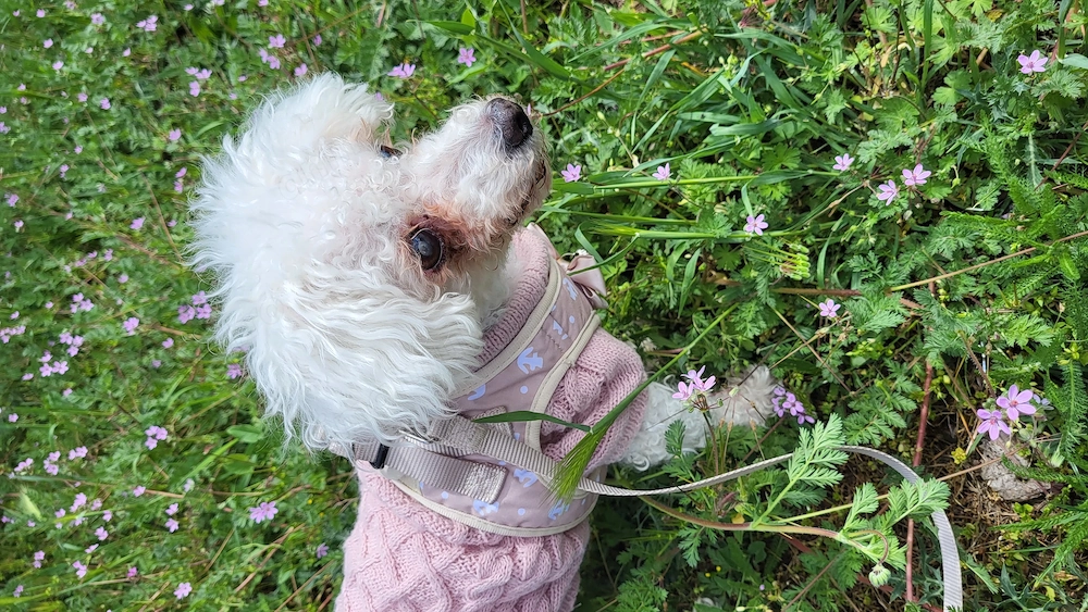 Ofer spre adoptie, urgent, caine Bichon, bolognese