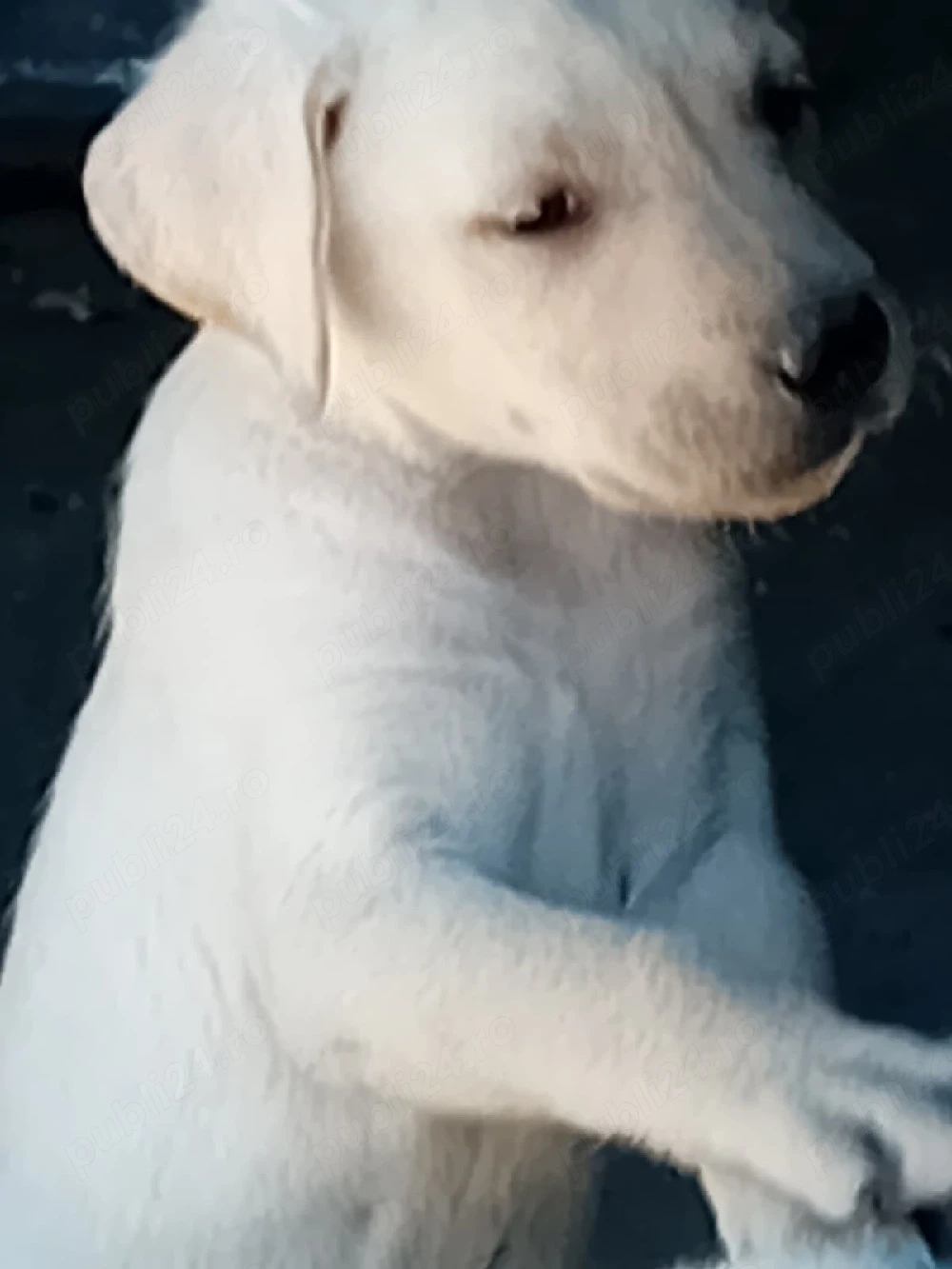 Vand labrador 